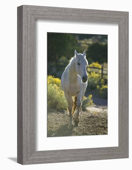 Quarter Horse Trotting on Trail-DLILLC-Framed Photographic Print