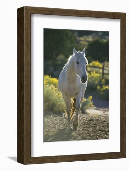 Quarter Horse Trotting on Trail-DLILLC-Framed Photographic Print