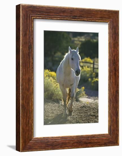 Quarter Horse Trotting on Trail-DLILLC-Framed Photographic Print