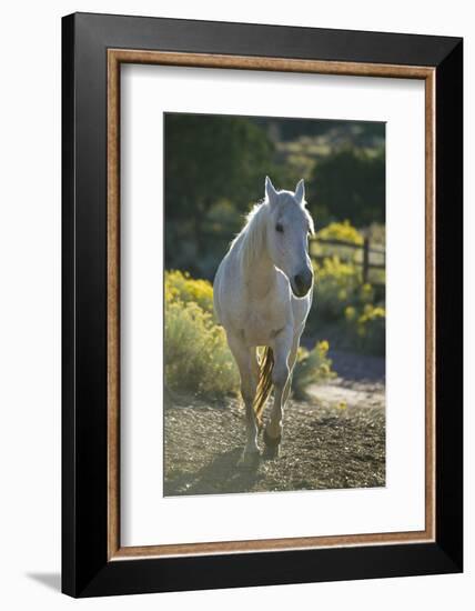 Quarter Horse Trotting on Trail-DLILLC-Framed Photographic Print