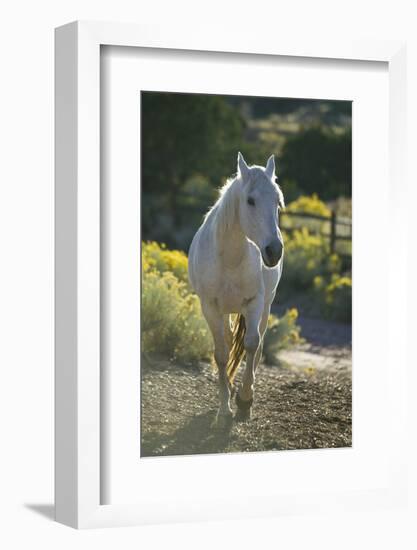 Quarter Horse Trotting on Trail-DLILLC-Framed Photographic Print