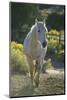 Quarter Horse Trotting on Trail-DLILLC-Mounted Photographic Print
