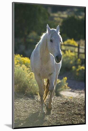 Quarter Horse Trotting on Trail-DLILLC-Mounted Photographic Print