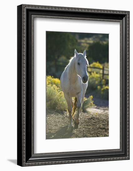 Quarter Horse Trotting on Trail-DLILLC-Framed Photographic Print