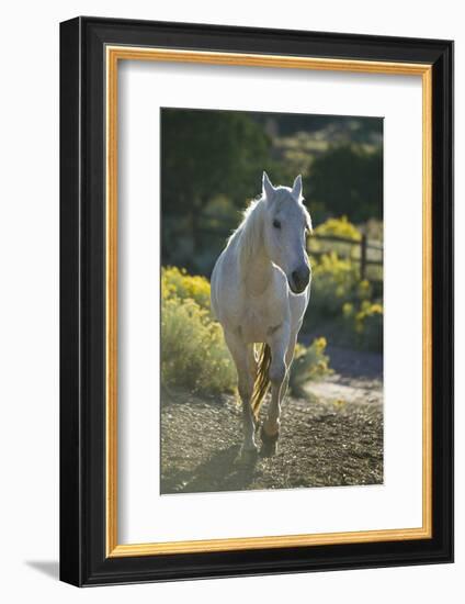 Quarter Horse Trotting on Trail-DLILLC-Framed Photographic Print