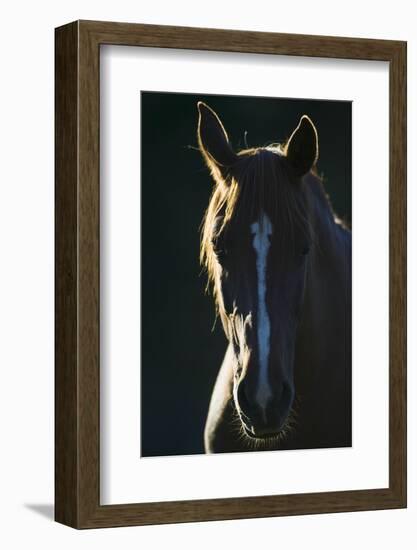 Quarter Horse-DLILLC-Framed Photographic Print