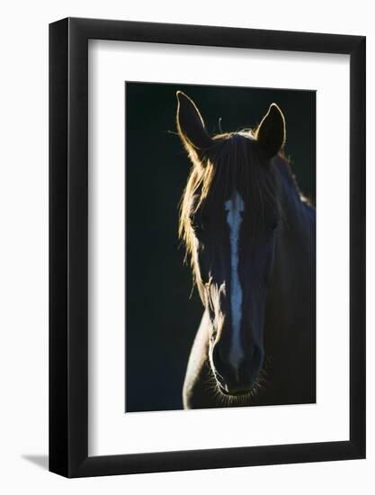 Quarter Horse-DLILLC-Framed Photographic Print