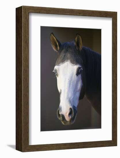 Quarter Horse-DLILLC-Framed Photographic Print