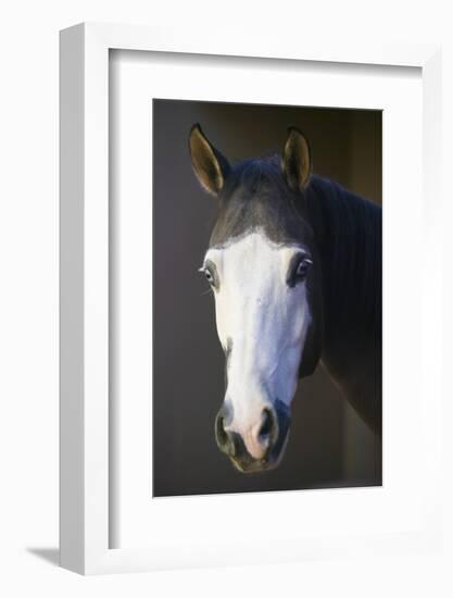 Quarter Horse-DLILLC-Framed Photographic Print