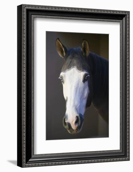 Quarter Horse-DLILLC-Framed Photographic Print