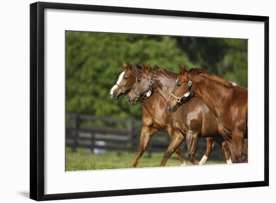 Quarter Horses 002-Bob Langrish-Framed Photographic Print