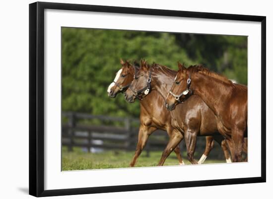 Quarter Horses 002-Bob Langrish-Framed Photographic Print