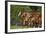 Quarter Horses 002-Bob Langrish-Framed Photographic Print