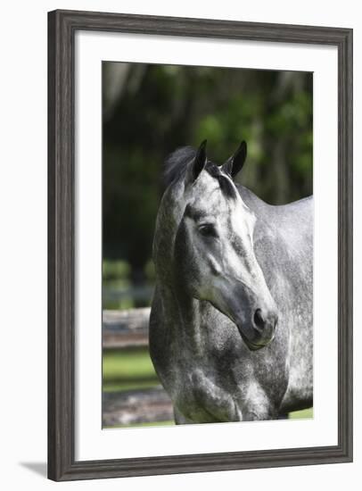 Quarter Horses 003-Bob Langrish-Framed Photographic Print