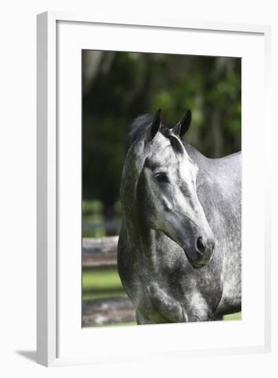 Quarter Horses 003-Bob Langrish-Framed Photographic Print