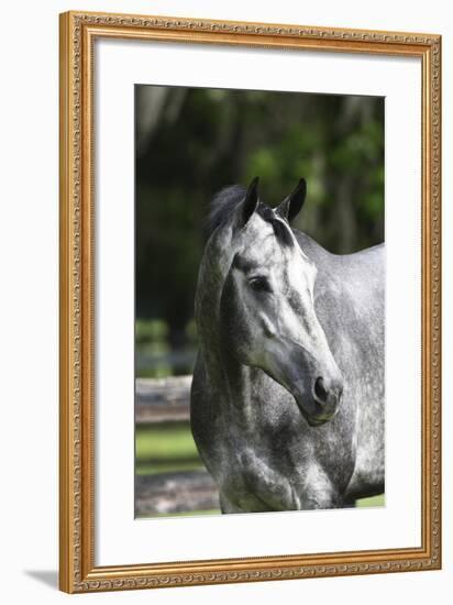 Quarter Horses 003-Bob Langrish-Framed Photographic Print