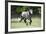 Quarter Horses 004-Bob Langrish-Framed Photographic Print