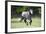 Quarter Horses 004-Bob Langrish-Framed Photographic Print