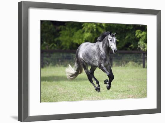 Quarter Horses 004-Bob Langrish-Framed Photographic Print