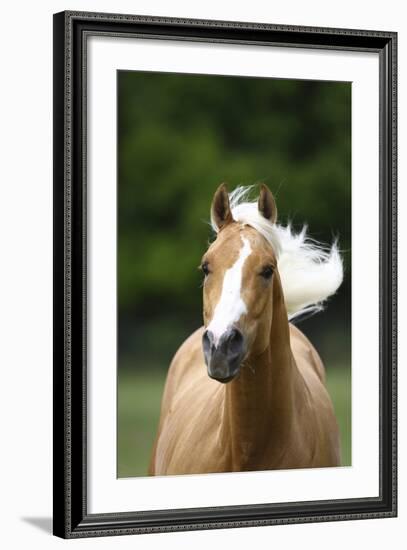 Quarter Horses 005-Bob Langrish-Framed Photographic Print