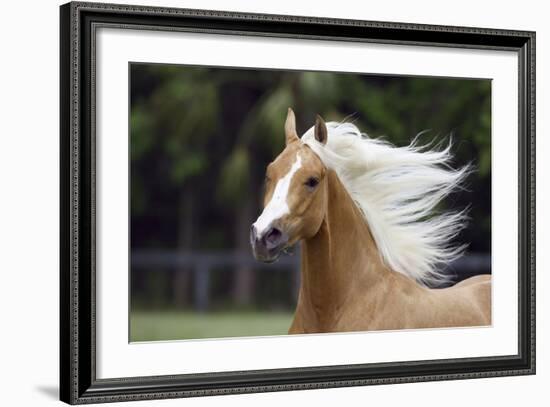 Quarter Horses 007-Bob Langrish-Framed Photographic Print