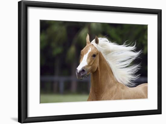 Quarter Horses 007-Bob Langrish-Framed Photographic Print