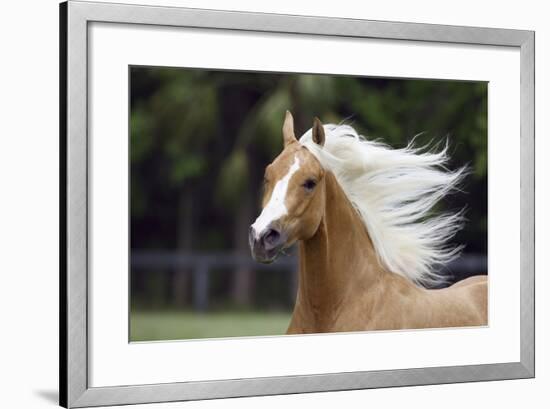 Quarter Horses 007-Bob Langrish-Framed Photographic Print