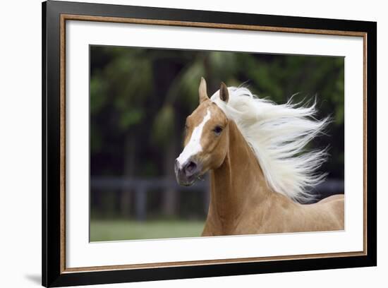 Quarter Horses 007-Bob Langrish-Framed Photographic Print