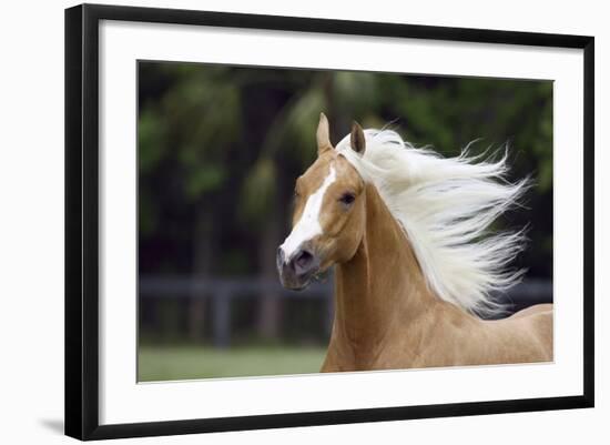 Quarter Horses 007-Bob Langrish-Framed Photographic Print