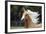 Quarter Horses 007-Bob Langrish-Framed Photographic Print