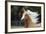 Quarter Horses 007-Bob Langrish-Framed Photographic Print