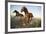 Quarter Horses Running in Field-DLILLC-Framed Photographic Print