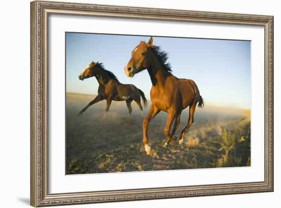 Quarter Horses Running in Field-DLILLC-Framed Photographic Print