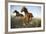 Quarter Horses Running in Field-DLILLC-Framed Photographic Print