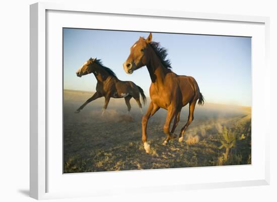 Quarter Horses Running in Field-DLILLC-Framed Photographic Print