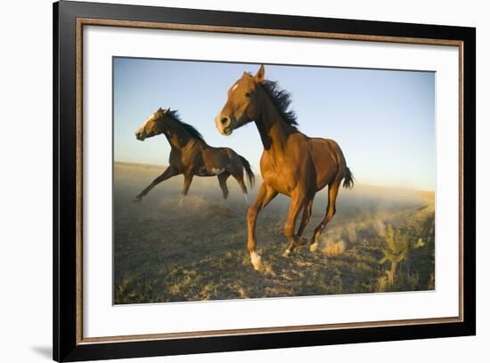 Quarter Horses Running in Field-DLILLC-Framed Photographic Print