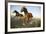 Quarter Horses Running in Field-DLILLC-Framed Photographic Print