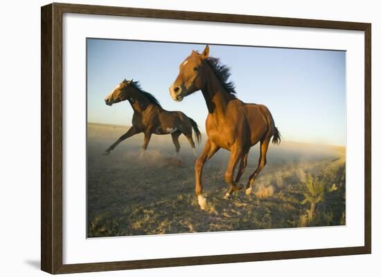 Quarter Horses Running in Field-DLILLC-Framed Photographic Print