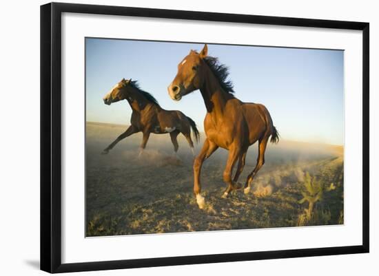 Quarter Horses Running in Field-DLILLC-Framed Photographic Print