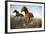 Quarter Horses Running in Field-DLILLC-Framed Photographic Print