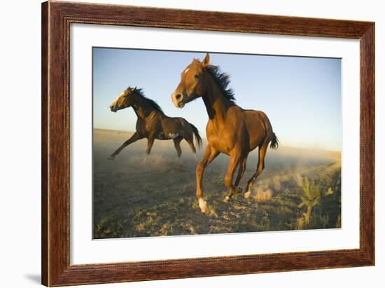 Quarter Horses Running in Field-DLILLC-Framed Photographic Print