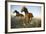 Quarter Horses Running in Field-DLILLC-Framed Photographic Print