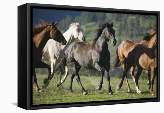 Quarter Horses Running-DLILLC-Framed Premier Image Canvas