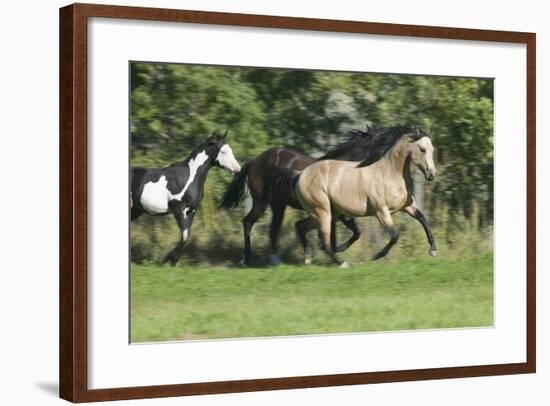 Quarter Horses Running-DLILLC-Framed Photographic Print