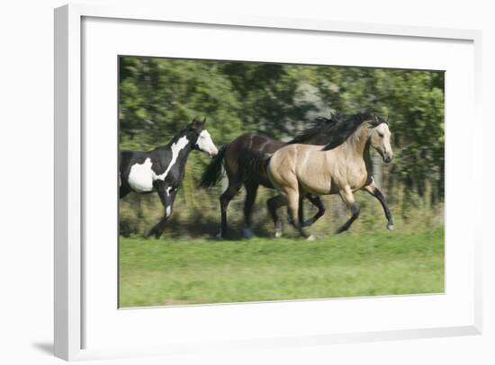 Quarter Horses Running-DLILLC-Framed Photographic Print