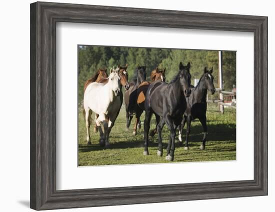 Quarter Horses Running-DLILLC-Framed Photographic Print