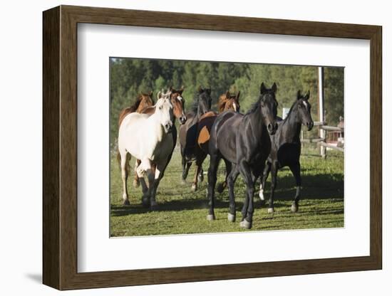 Quarter Horses Running-DLILLC-Framed Photographic Print