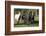 Quarter Horses Running-DLILLC-Framed Photographic Print