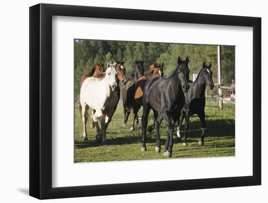 Quarter Horses Running-DLILLC-Framed Photographic Print