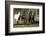 Quarter Horses Running-DLILLC-Framed Photographic Print